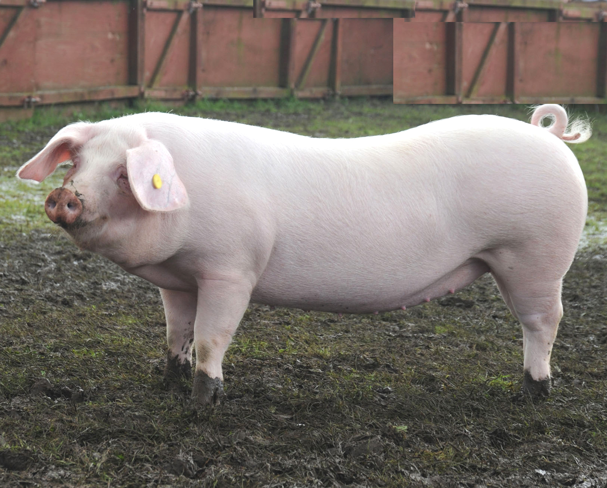 Pig farming business plan template